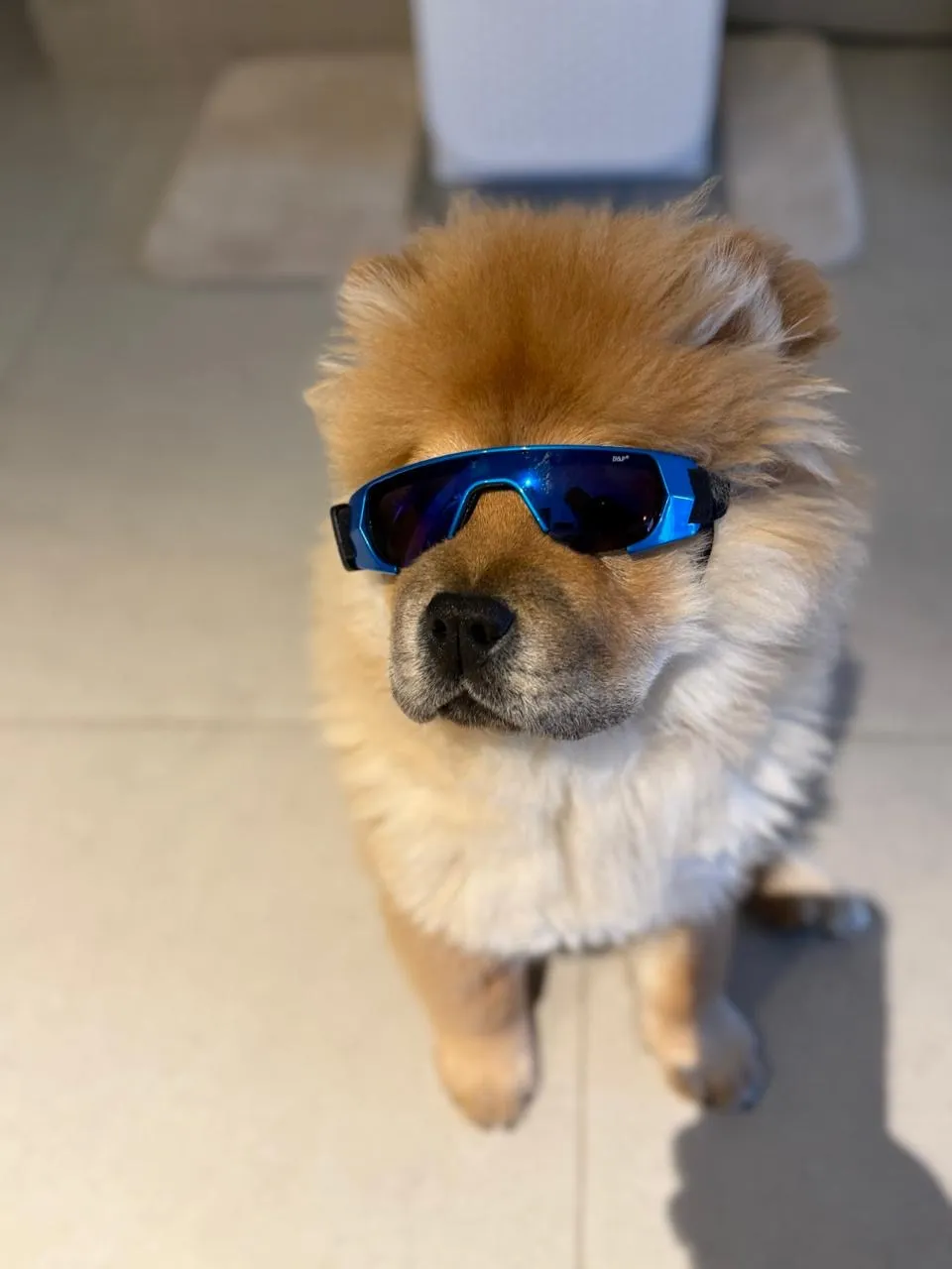 Zoey with sunglasses