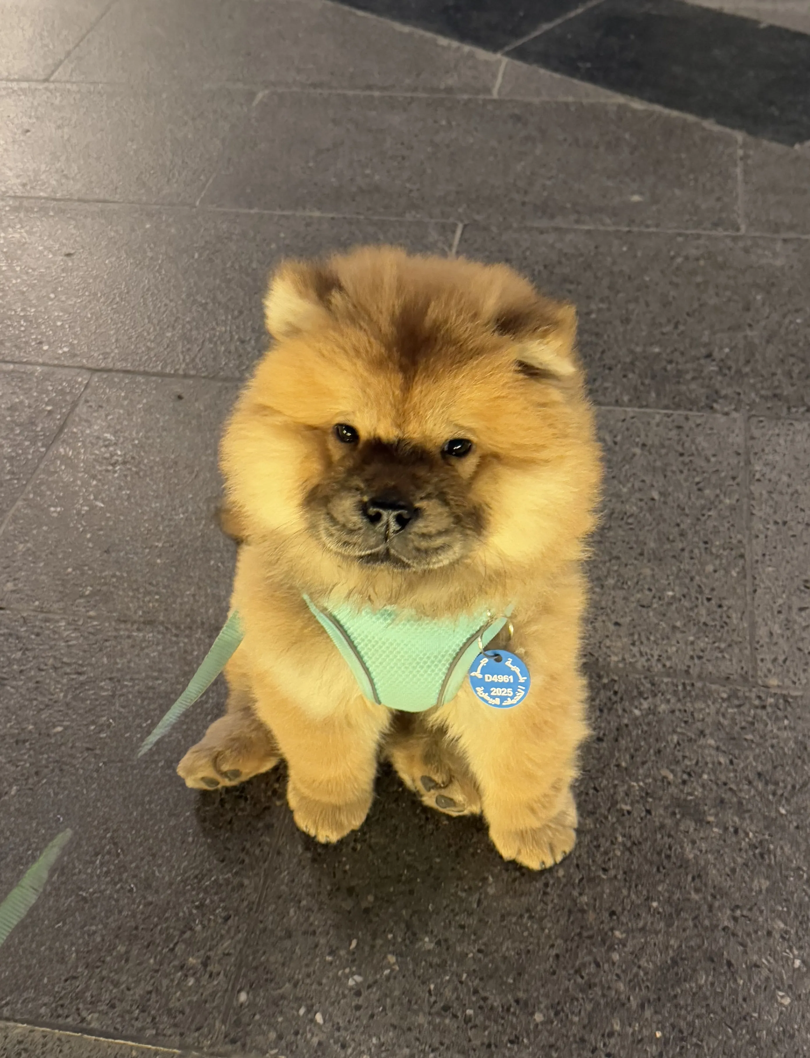 DAY 8 - Why Many Chow Chows (Like Zoey) Can’t Handle Chicken – And What to Feed Instead!