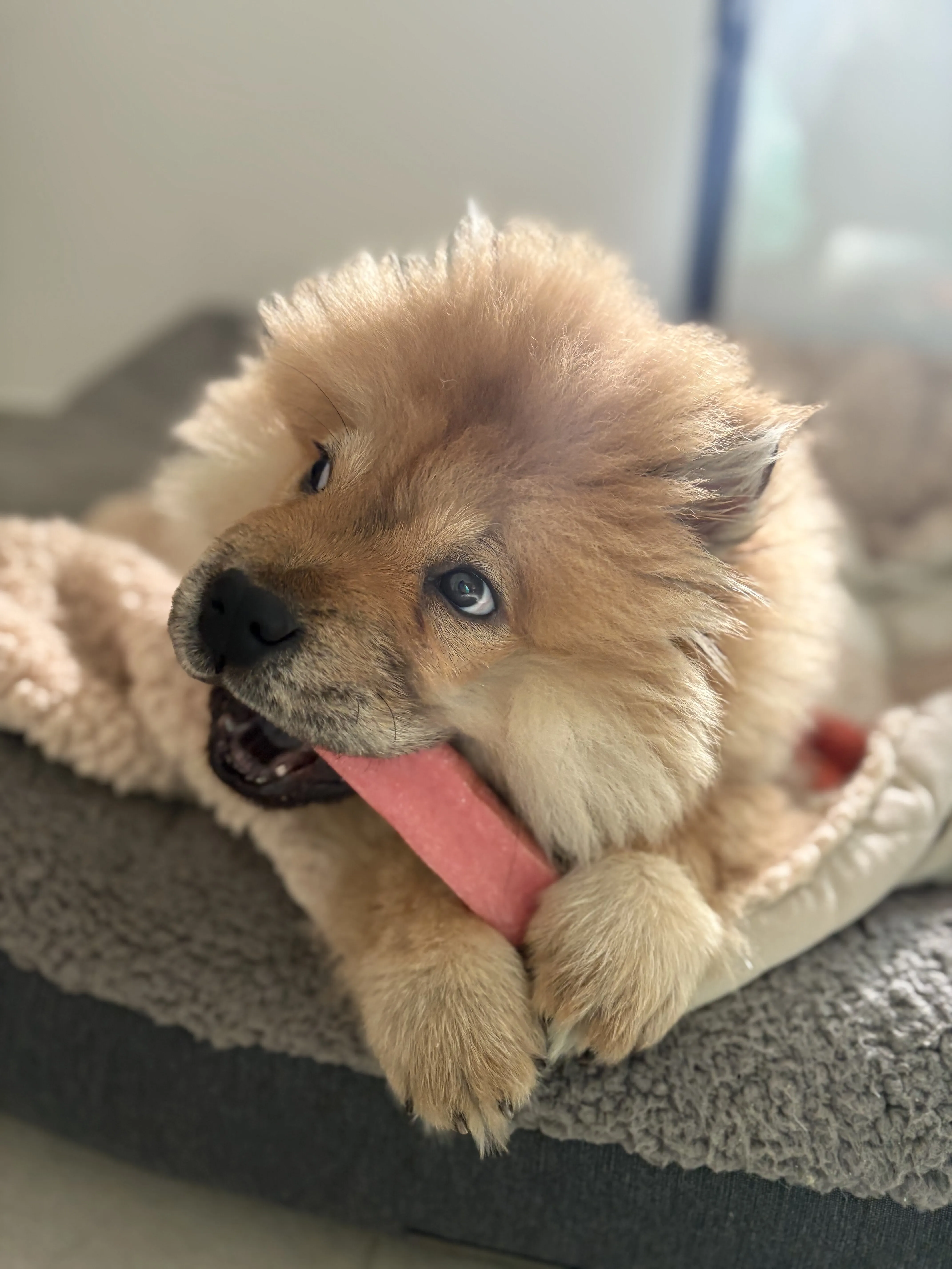 Zoey with her fav chew bone!&nbsp;