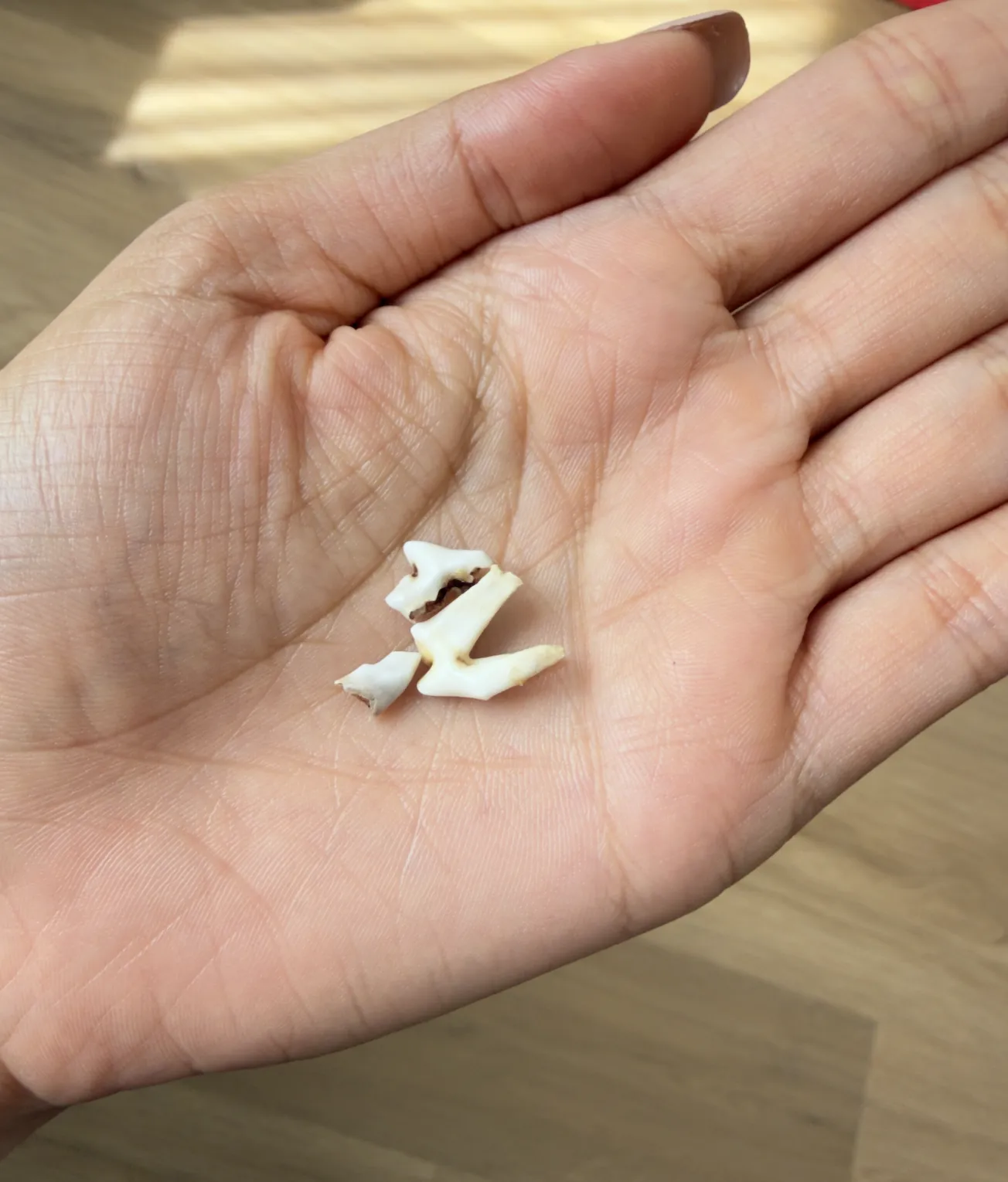 Teething & Tooth Loss in Chow Chow Puppies: What We Learned from Zoey’s First Tooth Drop! 🦷🐾