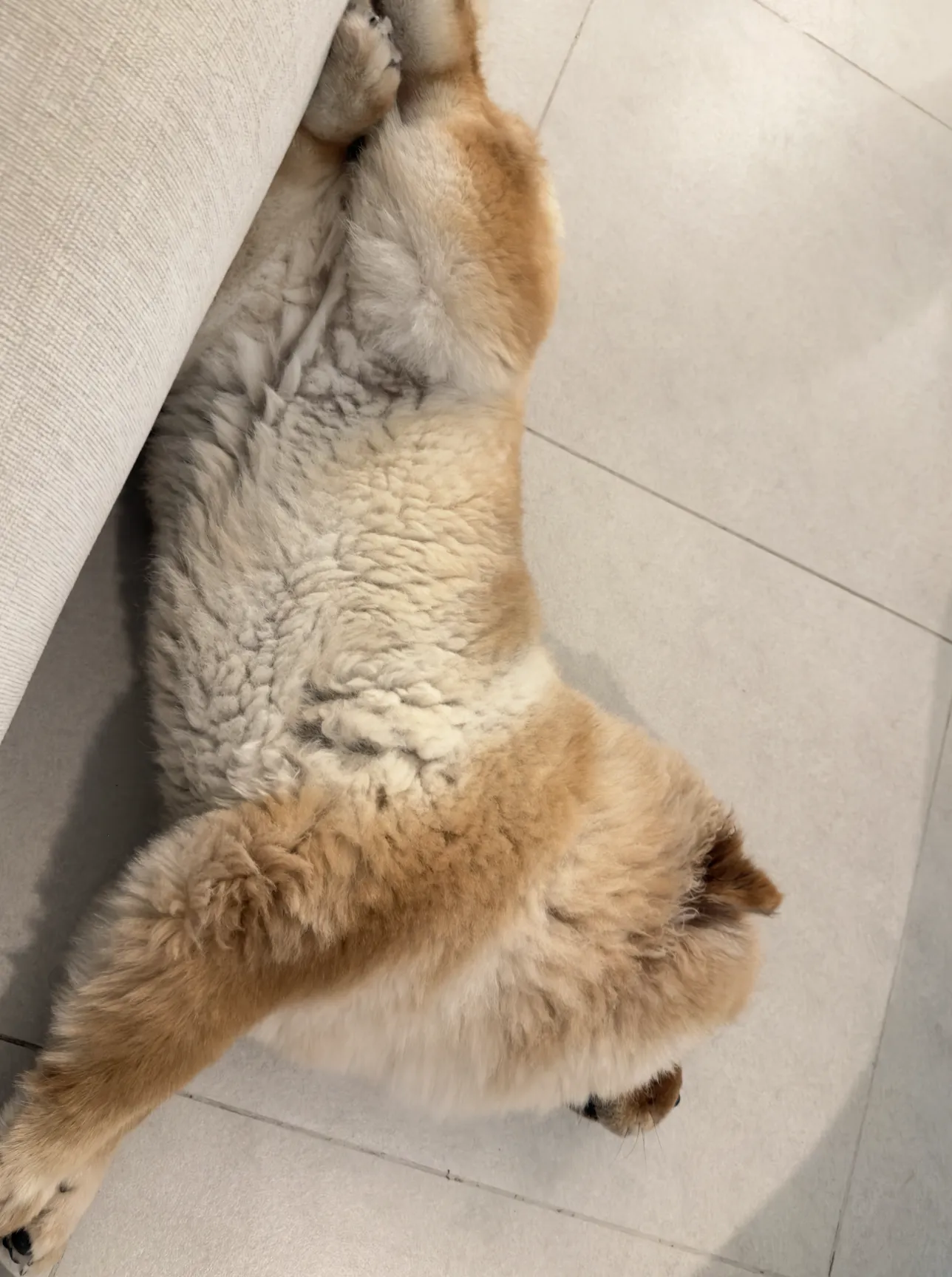 Bloating & Acid Reflux in Chow Chows: What We Learned from Zoey’s Tummy Troubles