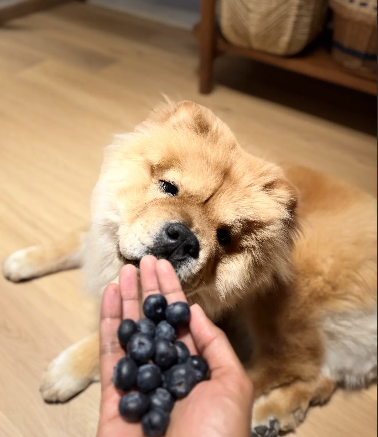 Human Foods & Fruits You Can Safely Give Your Chow Chow (Like Zoey!) – But Only Occasionally