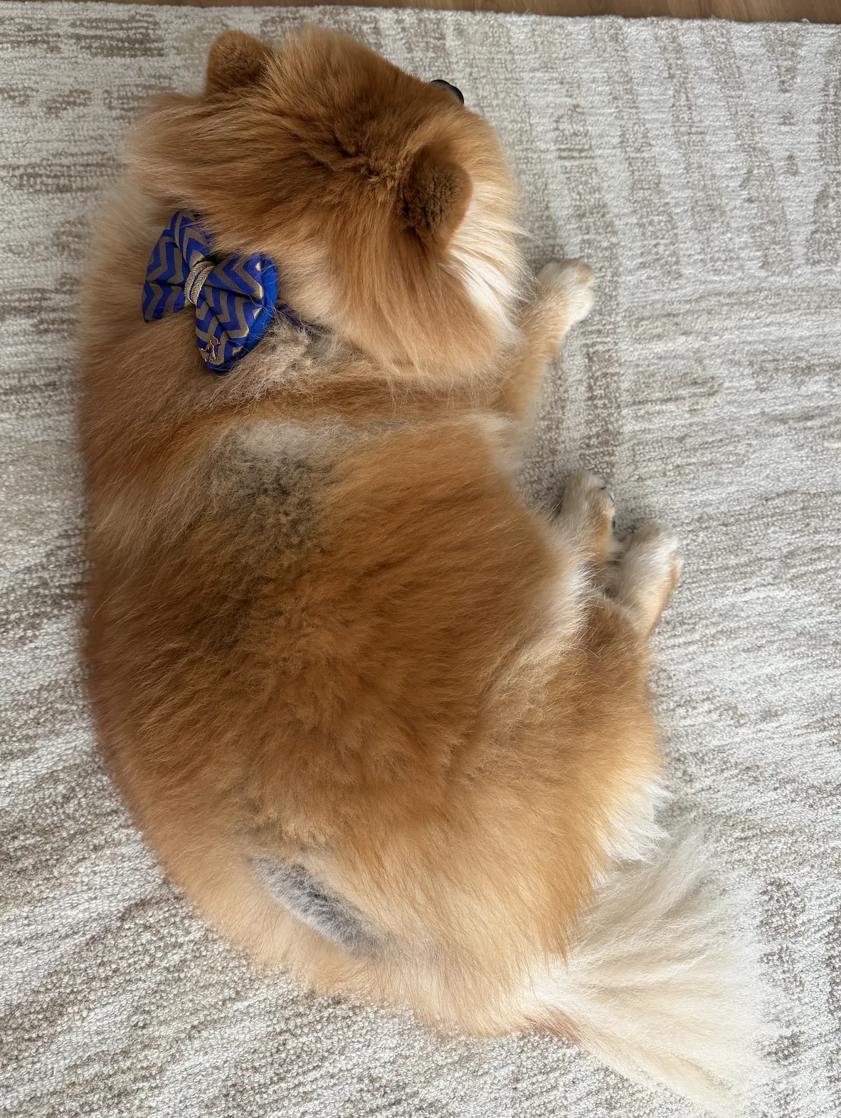 chow-chow-costume