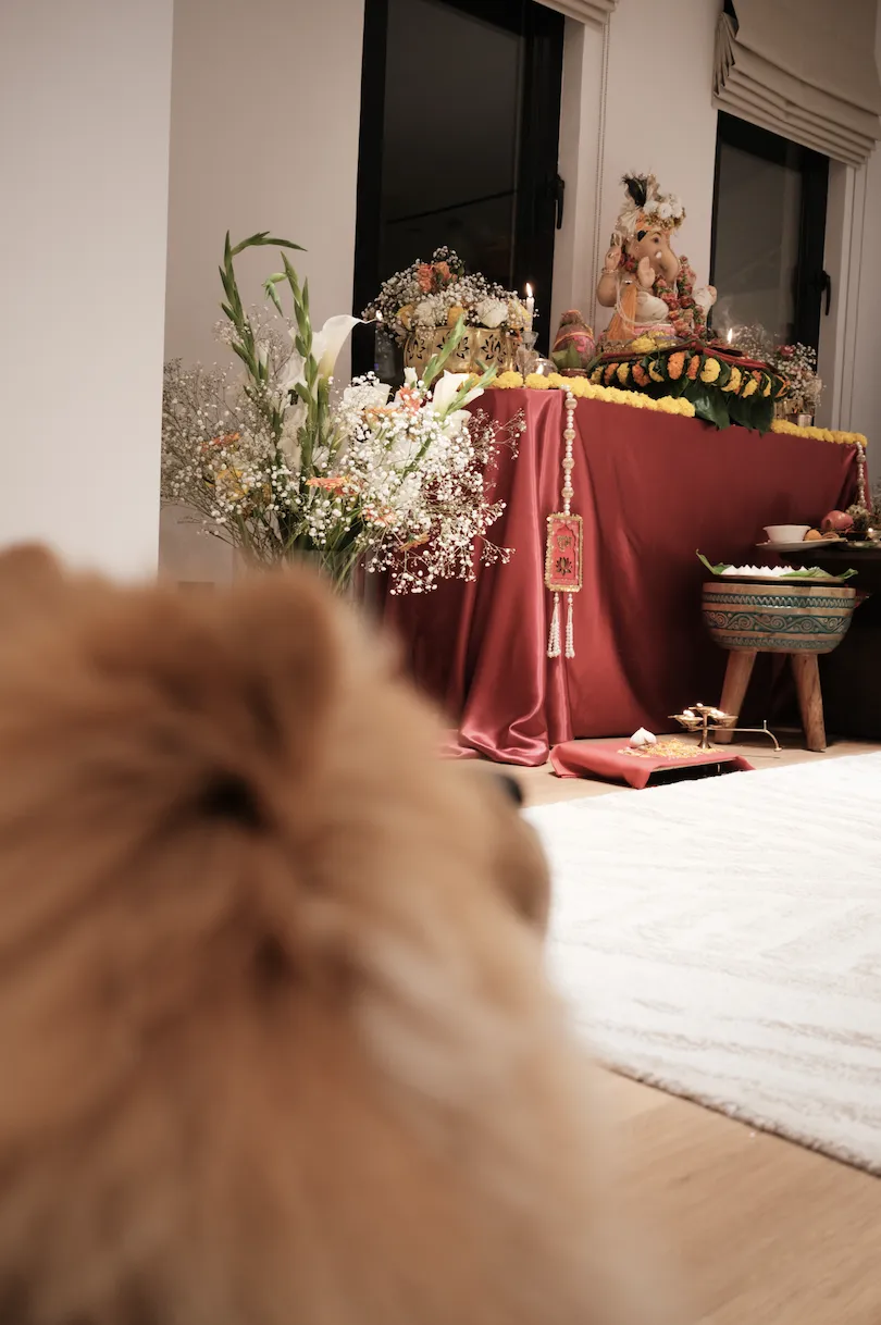 chow-chow-festival