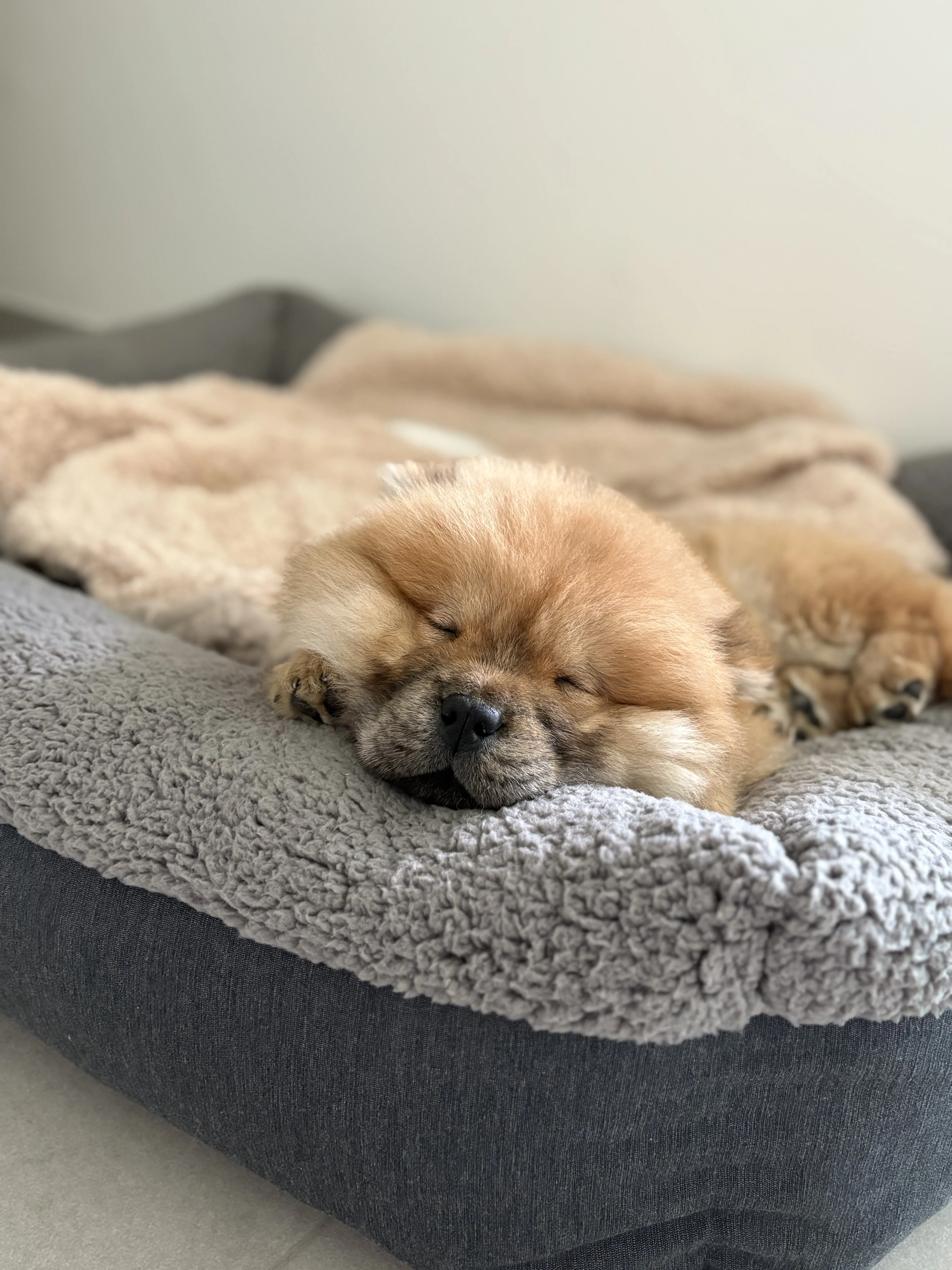 chów chów puppy sleeping 