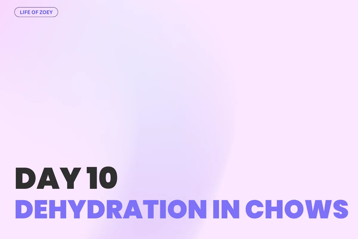 DAY 10 - Dehydration in Dogs: Signs, Prevention & Why Chow Chows Are at Risk