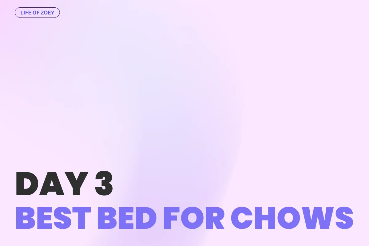 DAY 3 - Choosing the Best Bed for Our Chow Chow – A Guide to Comfort & Health