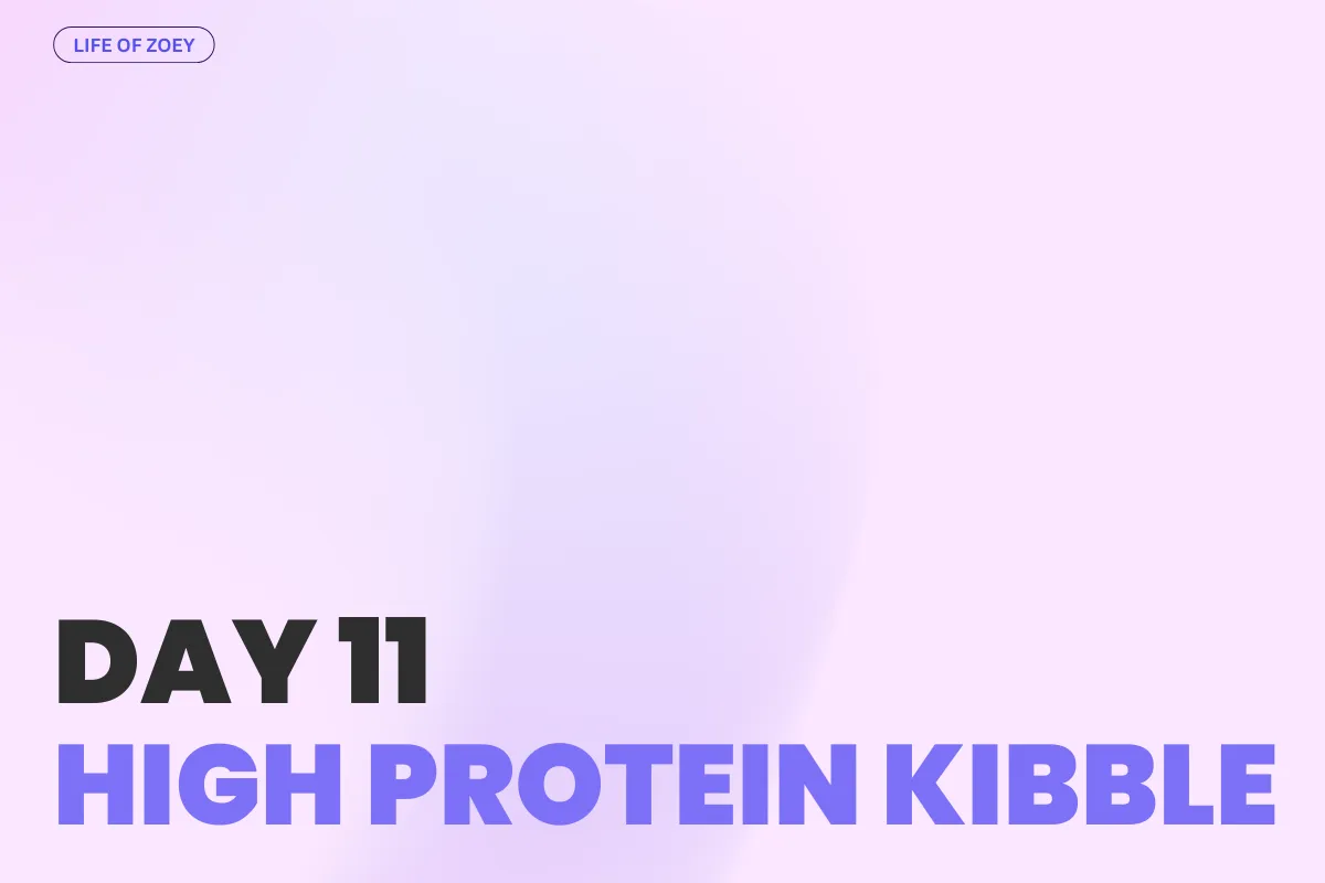 DAY 11 - Choosing the Right Kibble for Your Chow Chow (Allergy-Friendly Edition!)