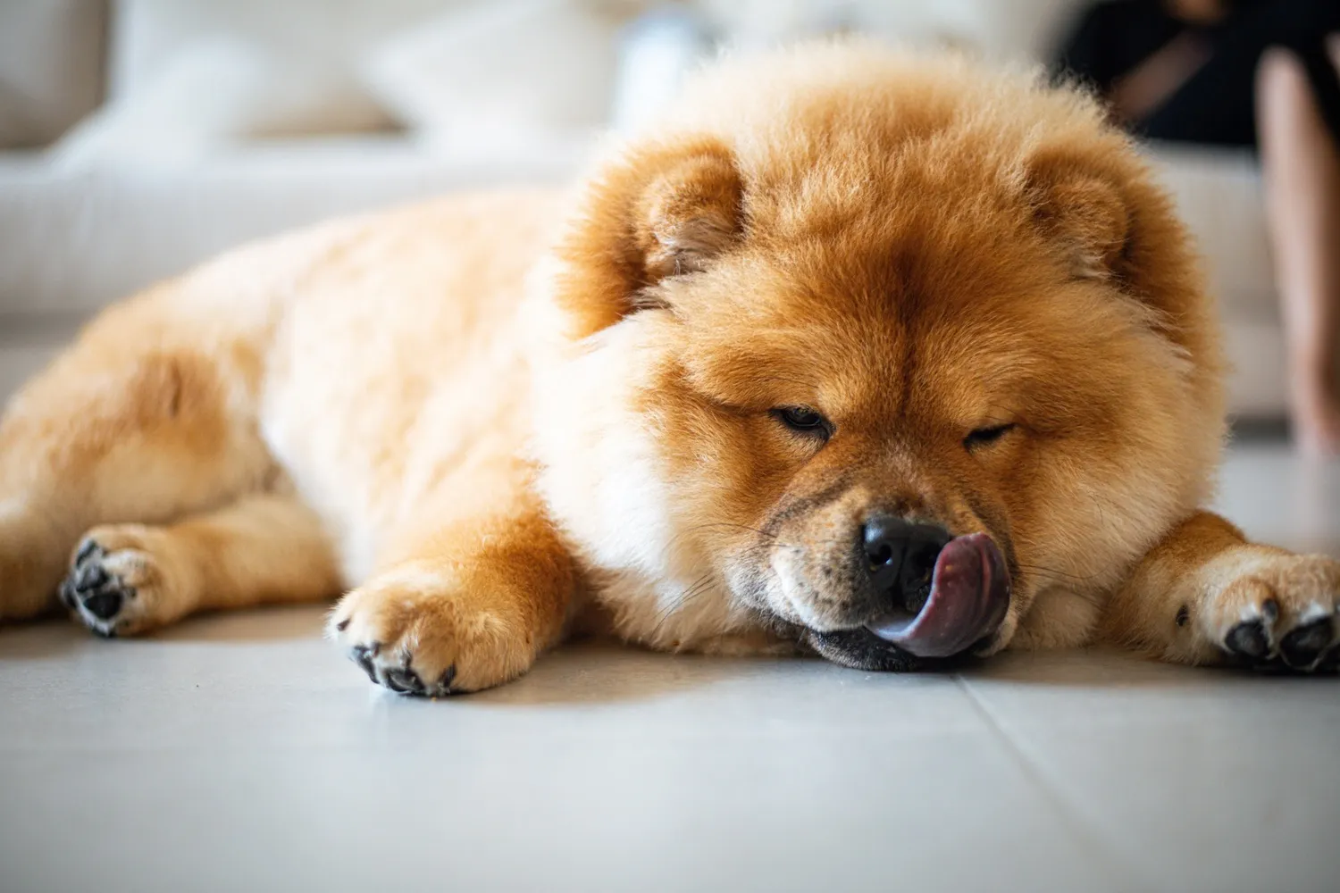 Zoey's blue-black tongue